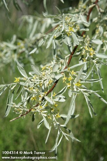 Elaeagnus angustifolia