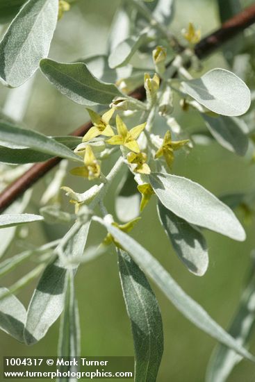 Elaeagnus angustifolia