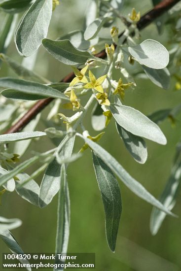 Elaeagnus angustifolia