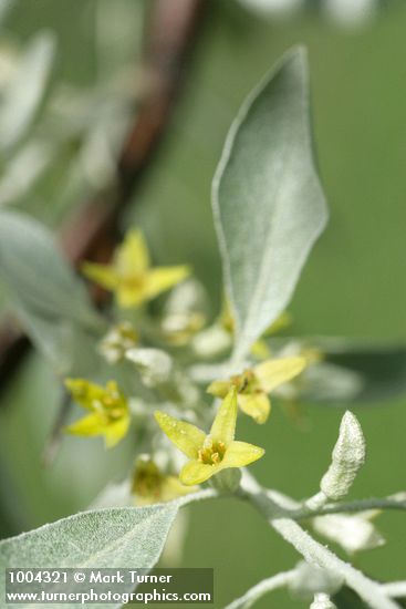 Elaeagnus angustifolia