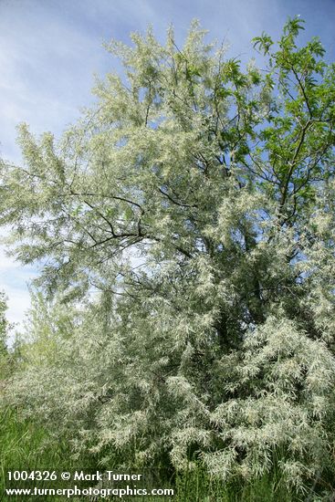 Elaeagnus angustifolia