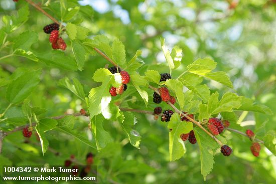 Morus alba