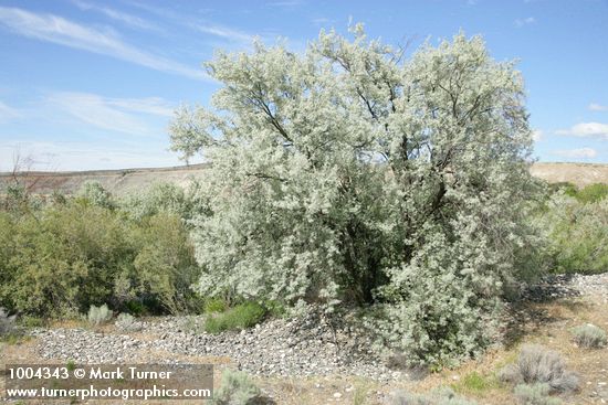 Elaeagnus angustifolia