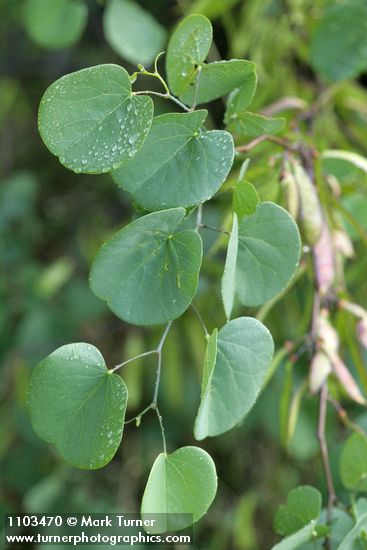 Cercis orbiculata (Cercis occidentalis)