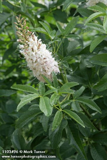 Aesculus californica