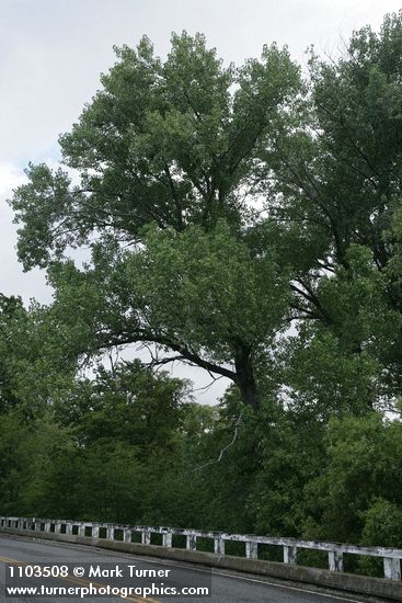 Populus fremontii