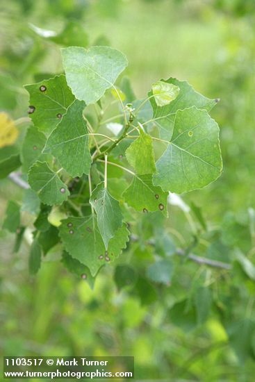 Populus fremontii