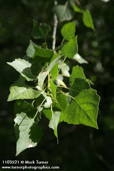 Populus fremontii