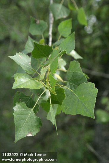 Populus fremontii