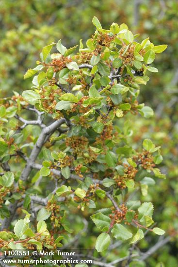 Rhamnus ilicifolia