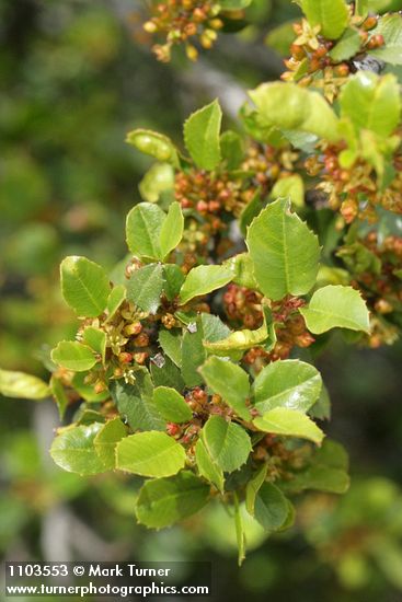 Rhamnus ilicifolia