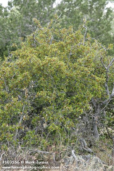 Rhamnus ilicifolia