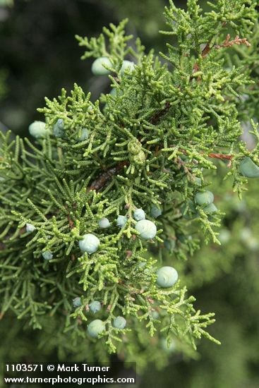 Juniperus californica