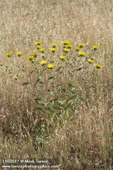 Grindelia hirsutula