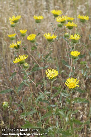 Grindelia hirsutula