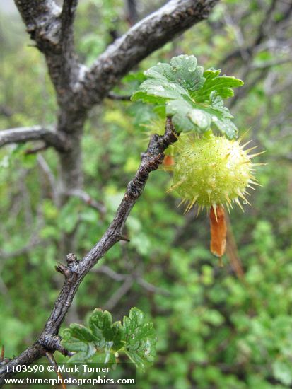 Ribes californicum