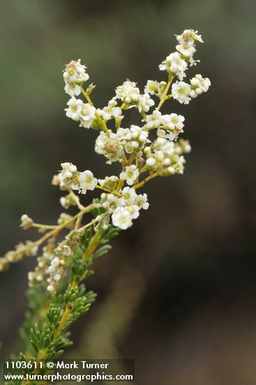 Adenostoma fasciculatum