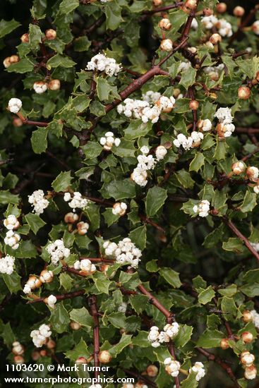 Ceanothus jepsonii