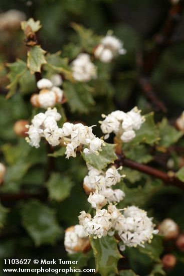 Ceanothus jepsonii