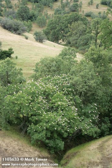 Aesculus californica; Quercus douglasii