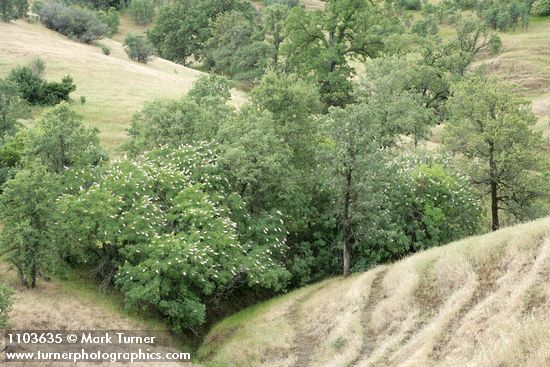 Aesculus californica; Quercus douglasii