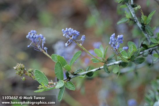 Ceanothus diversifolius