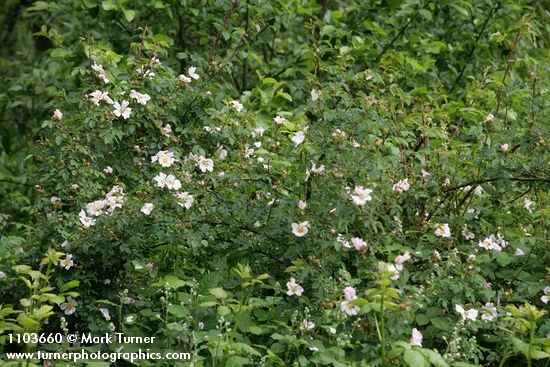 Rosa californica