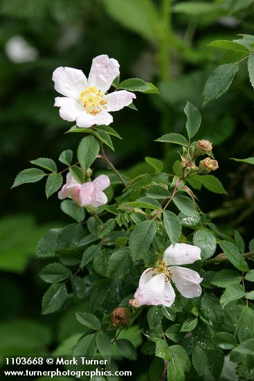 Rosa californica