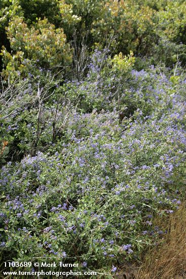 Ceanothus diversifolius