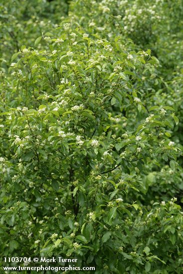 Cornus glabrata