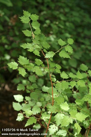 Neviusia cliftonii