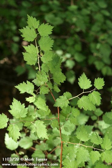 Neviusia cliftonii