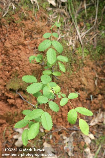 Rosa spithamea