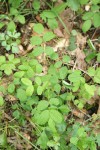 Ground Rose foliage