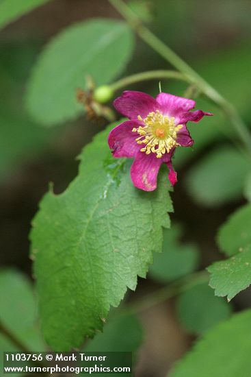 Rosa spithamea