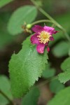 Ground Rose insect-eaten blossom & foliage