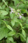 Volet Draperia blossoms