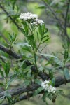 Mule-fat blossoms & foliage