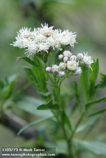 Baccharis salicifolia