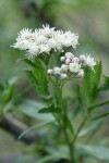 Mule-fat blossoms detail