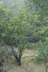 Redberry Buckthorn