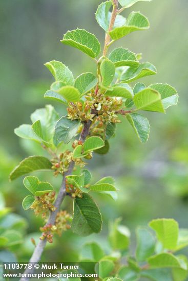 Rhamnus crocea