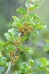 Redberry Buckthorn blossoms & foliage