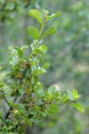 Redberry Buckthorn blossoms & foliage