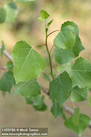 Populus fremontii