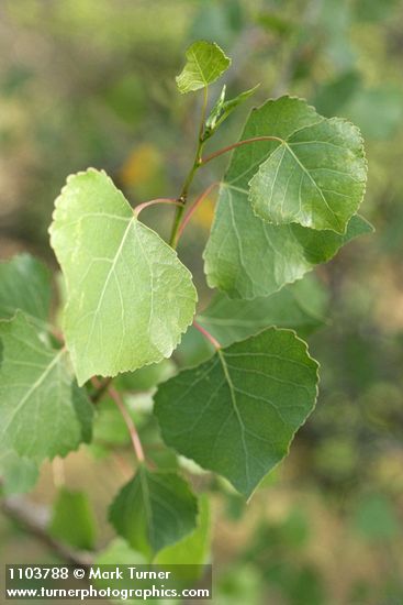 Populus fremontii