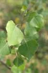 Fremont Cottonwood foliage