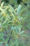 California Coffeeberry blossoms & foliage