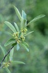 California Coffeeberry blossoms & foliage