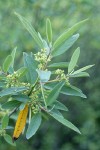 California Coffeeberry blossoms & foliage